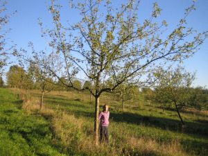 Streuobstwiese 1 (2)