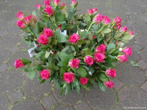 "Buschmann-Rosen"
